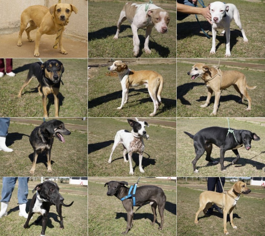 Animais disponíveis para adoção na Diretoria de Bem Estar Animal